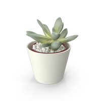 Decorative Indoor Plant PNG & PSD Images