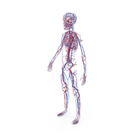Girl Circulatory System PNG & PSD Images