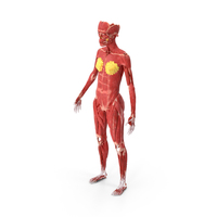 Girl Muscle System PNG & PSD Images