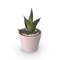 Home Plant in Ceramic Pot PNG & PSD Images
