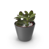 Jade Plant PNG & PSD Images