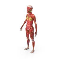 Skinless Full Body Kid Girl Anatomy PNG & PSD Images