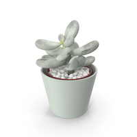 Succulent Plant Pachyphytum PNG & PSD Images