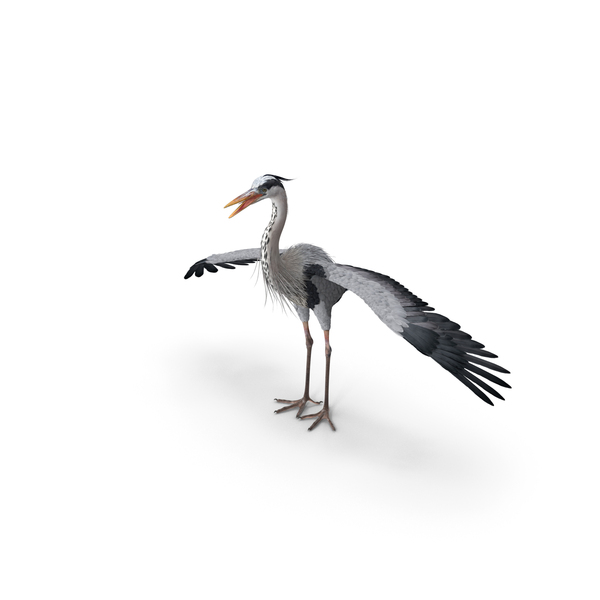 Grey Heron PNG & PSD Images