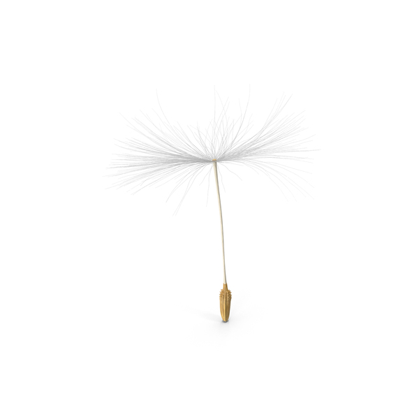 Dandelion Seed PNG & PSD Images