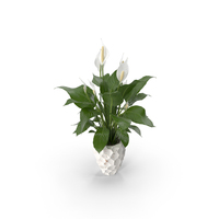 Plant Lily Spathiphyllum In Ceramic Pot PNG & PSD Images