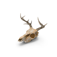 Deer Skull PNG & PSD Images