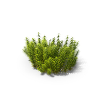 Arctic Moss PNG & PSD Images