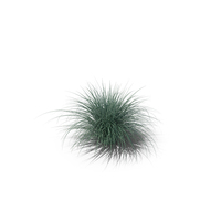 Carex Ornithopoda PNG & PSD Images