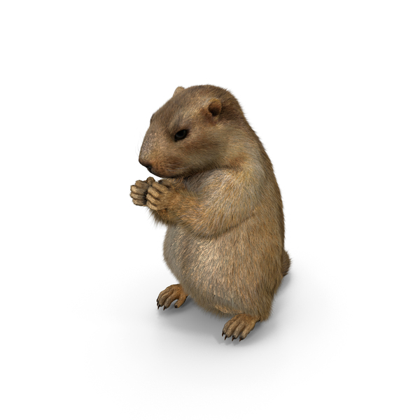 Alpine Marmot Eating Pose Fur PNG & PSD Images
