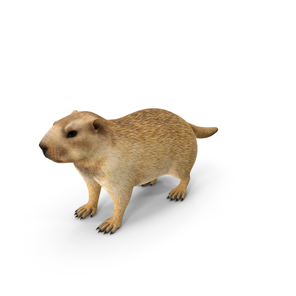 Marmot PNG & PSD Images