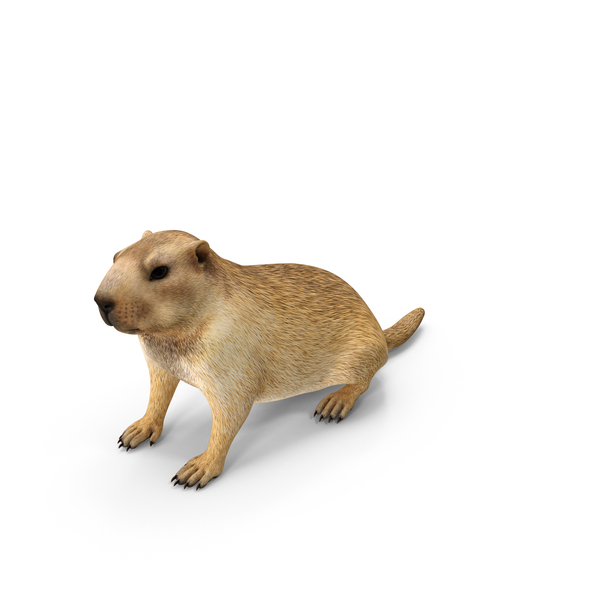 Sitting Ground Squirrel PNG & PSD Images
