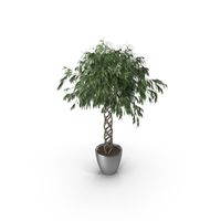Ficus Ali Wicker PNG & PSD Images