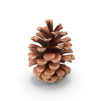 Opened Pine Cone PNG & PSD Images