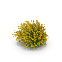Kerria Japonica Pleniflora Plant PNG & PSD Images