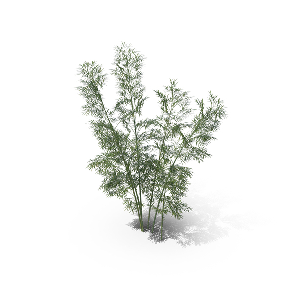 Bamboo Trees PNG & PSD Images