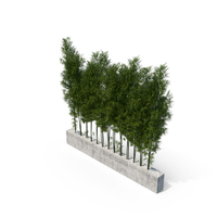 Bamboo Trees PNG & PSD Images