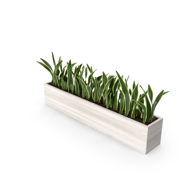 Indoor Plant Pot PNG & PSD Images