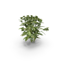 Japanese Laurel Plants (Aucuba) PNG & PSD Images