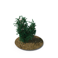 Trees PNG & PSD Images