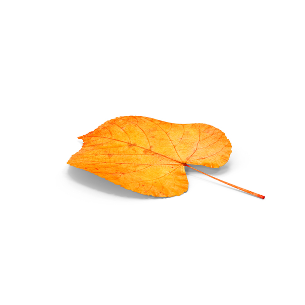 Autumn Leaf Orange Color PNG & PSD Images
