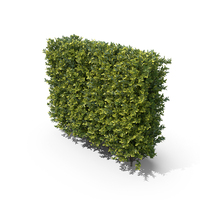 Ligustrum Ovalifolium Modular Hedge PNG & PSD Images