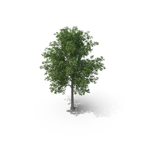 Linden Tree PNG & PSD Images