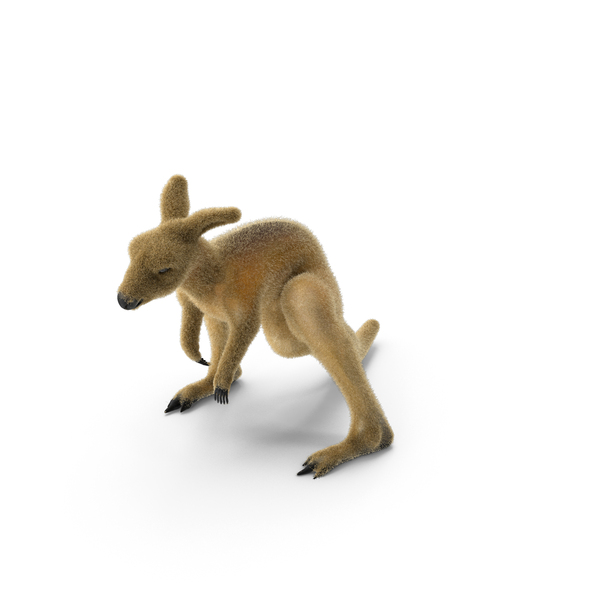 Kangaroo PNG & PSD Images