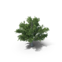 Bald Cypress PNG & PSD Images