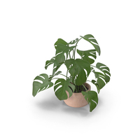 Monstera Plant PNG & PSD Images
