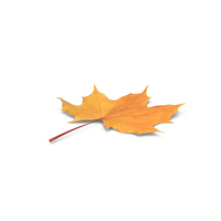 Autumn Maple Leaf PNG & PSD Images