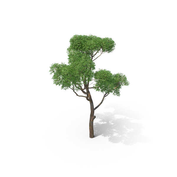 Eucalyptus Tree PNG & PSD Images