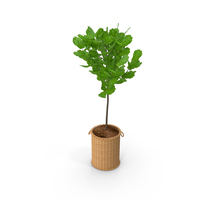 Fiddle Leaf Fig Tree PNG & PSD Images