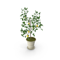 Lemon Tree Pot PNG & PSD Images