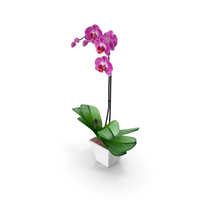 Orchid Moth PNG & PSD Images