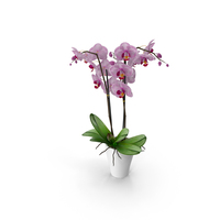 Orchid Moth Pottery PNG & PSD Images