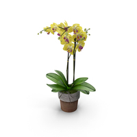 Orchid Moth Yellow Pottery PNG & PSD Images