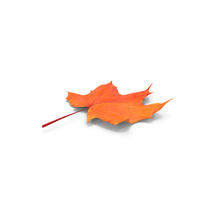 Autumn Maple Leaf Red PNG & PSD Images
