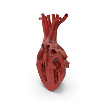 Human Heart Anatomy Cross Section PNG & PSD Images