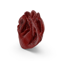 Human Heart Anatomy Section PNG & PSD Images
