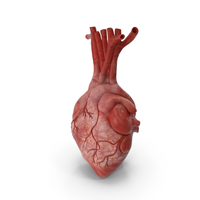 Human Heart Anatomy PNG & PSD Images