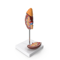 Kidney Anatomical Model PNG & PSD Images