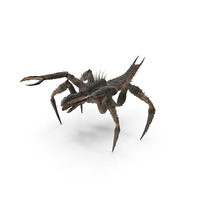 Arachnid Monster PNG & PSD Images