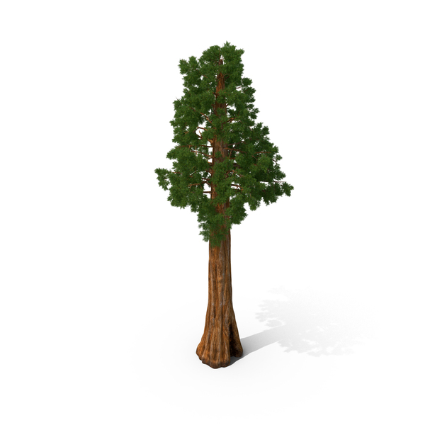 Giant Sequoia Sequoiadendron Giganteum PNG & PSD Images