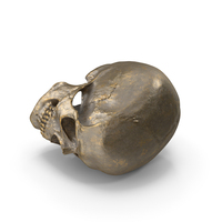 Sci Fi Gold Human Skull PNG & PSD Images