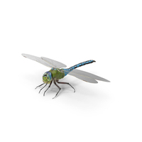 Dragonfly Fur PNG & PSD Images