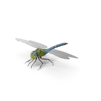 Dragonfly PNG & PSD Images