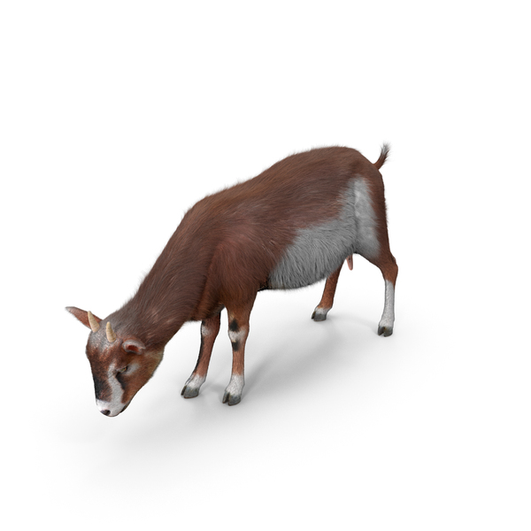 Goat on Pasture Brown White Fur PNG & PSD Images