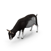 Grazing Goat Black White Fur PNG & PSD Images