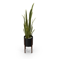 Sansevieria Plant PNG & PSD Images